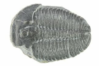 Elrathia Trilobite Fossil - Utah #288959