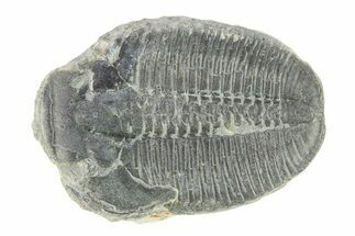 Elrathia Trilobite Fossil - Utah #288967