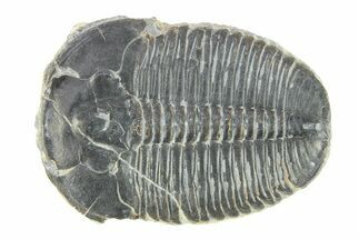 Elrathia Trilobite Fossil - Utah #288982
