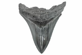 Serrated, Fossil Megalodon Tooth - South Carolina #288180
