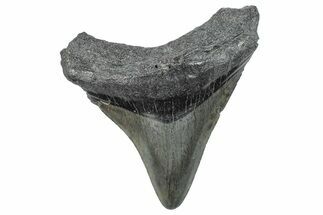 Fossil Megalodon Tooth - South Carolina #288184