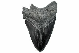 Fossil Megalodon Tooth - South Carolina #288195