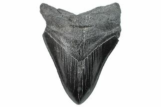 Serrated, Fossil Megalodon Tooth - South Carolina #288206