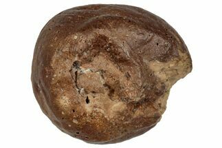 Cretaceous Fossil Coprolite (Poop) - Montana #288123
