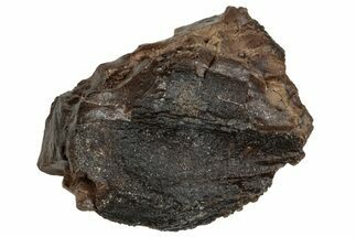 Dinosaur (Triceratops) Tooth - Montana #288124