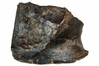 Fossil Dinosaur (Triceratops) Shed Tooth - Montana #288135