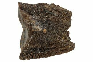 Fossil Hadrosaur (Edmontosaurus) Shed Tooth - Wyoming #288152