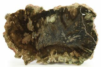 Triassic Petrified Wood (Woodworthia) Slab - Zimbabwe #289026