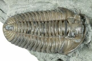 Flexicalymene Trilobite Fossil - Indiana #289059