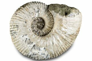 Bumpy Ammonite (Douvilleiceras) Fossil - Giant Specimen! #289100
