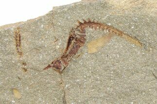 Ordovician Carpoid Fossil - Ktaoua Formation, Morocco #289202