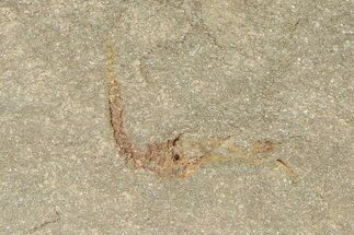 Ordovician Carpoid Fossil - Ktaoua Formation, Morocco #289225