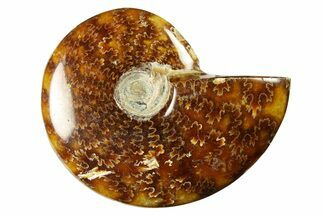 Polished Cretaceous Ammonite (Cleoniceras) Fossil - Madagascar #289238