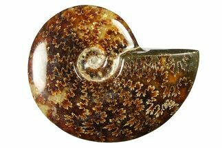 Polished Cretaceous Ammonite (Cleoniceras) Fossil - Madagascar #289240