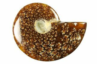 Polished Cretaceous Ammonite (Cleoniceras) Fossil - Madagascar #289242