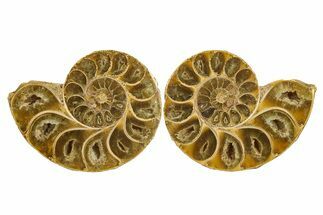 Jurassic Cut & Polished Ammonite Fossil - Madagascar #289376