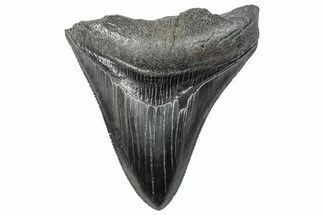 Partial Fossil Megalodon Tooth - Serrated Blade #289275