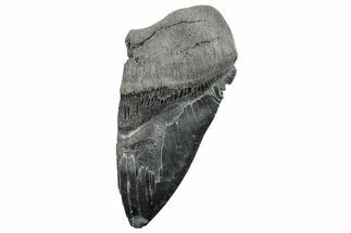 Partial Fossil Megalodon Tooth - Serrated Edge #289292