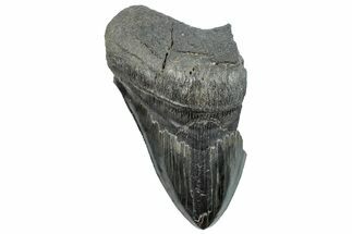 Partial Fossil Megalodon Tooth - Serrated Edge #289304