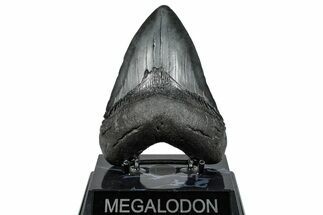 Fossil Megalodon Tooth - South Carolina #289334