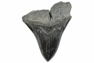 Bargain, Fossil Megalodon Tooth - Sharp Serrations #289356