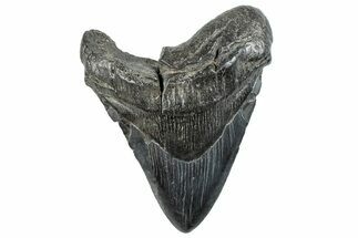 Bargain, Fossil Megalodon Tooth - South Carolina #289357