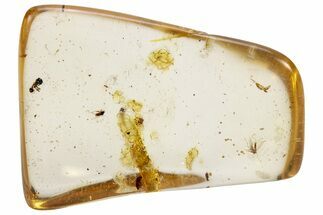 Polished Colombian Copal ( g) - Contains Six Flies! #286906