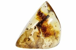Polished Colombian Copal ( g) - Contains Insects! #286930