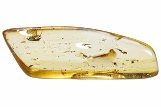 Polished Colombian Copal ( g) - Contains Spider and Flies! #286977