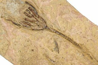 Ordovician Fossil Crinoid - Marzane, Morocco #289489