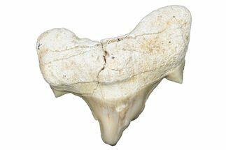 Pathological Otodus Shark Tooth - Morocco #289583