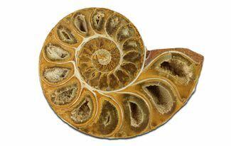 Jurassic Cut & Polished Ammonite Fossil (Half) - Madagascar #289247