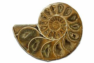 Jurassic Cut & Polished Ammonite Fossil (Half) - Madagascar #289255