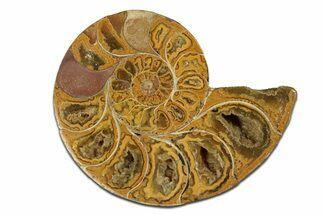 Jurassic Cut & Polished Ammonite Fossil (Half) - Madagascar #289265