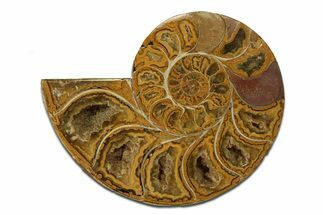 Jurassic Cut & Polished Ammonite Fossil (Half) - Madagascar #289266