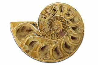 Jurassic Cut & Polished Ammonite Fossil (Half) - Madagascar #289341