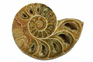 Jurassic Cut & Polished Ammonite Fossil (Half) - Madagascar #289351
