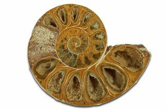 Jurassic Cut & Polished Ammonite Fossil (Half) - Madagascar #289352