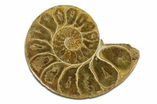 Jurassic Cut & Polished Ammonite Fossil (Half) - Madagascar #289360