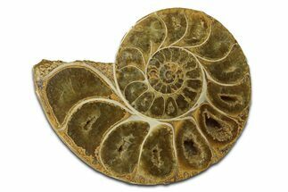 Jurassic Cut & Polished Ammonite Fossil (Half) - Madagascar #289361