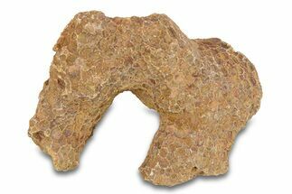 Fossil Tabulate Coral - Western Sahara, Morocco #289607