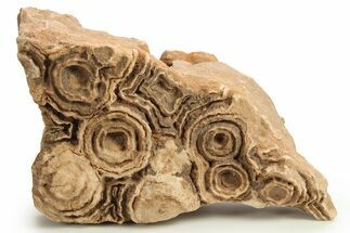 Flower-Like Sandstone Concretion - Pseudo Stromatolite #289482