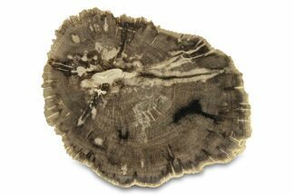 Polished Petrified Wood (Dicot) Round - Texas #289414