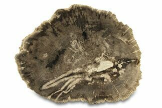 Polished Petrified Wood (Dicot) Round - Texas #289421