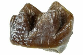 Fossil Horse (Mesohippus) Jaw Section - South Dakota #289511