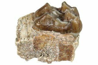 Fossil Horse (Mesohippus) Jaw Section - South Dakota #289515