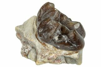 Fossil Horse (Mesohippus) Jaw Section - South Dakota #289519