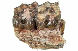 Fossil Horse (Mesohippus) Jaw Section - South Dakota #289571
