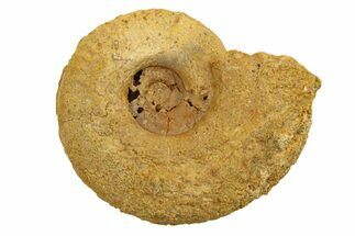 Jurassic Ammonite (Hildoceras?) Fossil - Morocco #289677