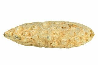 Fossil Cycadophyte Seed Cone - Boujdour, Morocco #288731